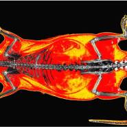 osteo densitometre DEXA vet11