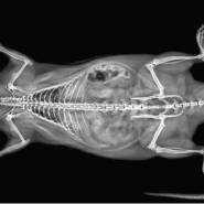 osteo densitometre DEXA vet12