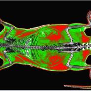 osteo densitometre DEXA vet14