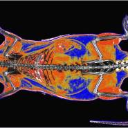 osteo densitometre DEXA vet15