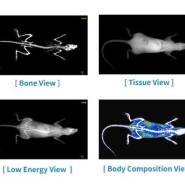osteo densitometre DEXA vet4