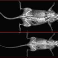 osteo densitometre vet10